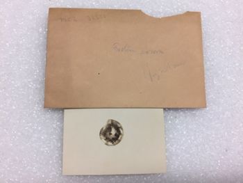 Media type: image; Malacology 32551 Description: Fretum sororum label and picture;